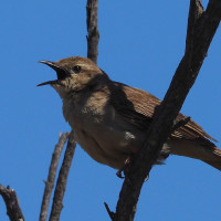 Rufous Songlark